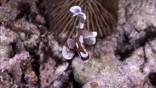 Расслабляющие видео после дрочки
