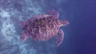 Расслабляющие видео после дрочки