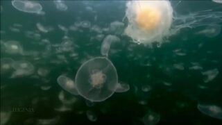 Расслабляющие видео после дрочки