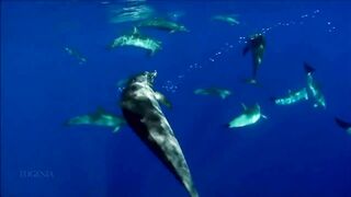 Расслабляющие видео после дрочки