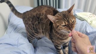 Sexy furry kitty tastes your stuff in bed.... The bed is sticky with her drool....