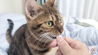 Sexy furry kitty tastes your stuff in bed.... The bed is sticky with her drool....