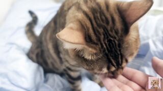 Sexy furry kitty tastes your stuff in bed.... The bed is sticky with her drool....