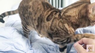 Sexy furry kitty tastes your stuff in bed.... The bed is sticky with her drool....