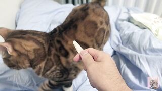 Sexy furry kitty tastes your stuff in bed.... The bed is sticky with her drool....