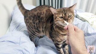 Sexy furry kitty tastes your stuff in bed.... The bed is sticky with her drool....